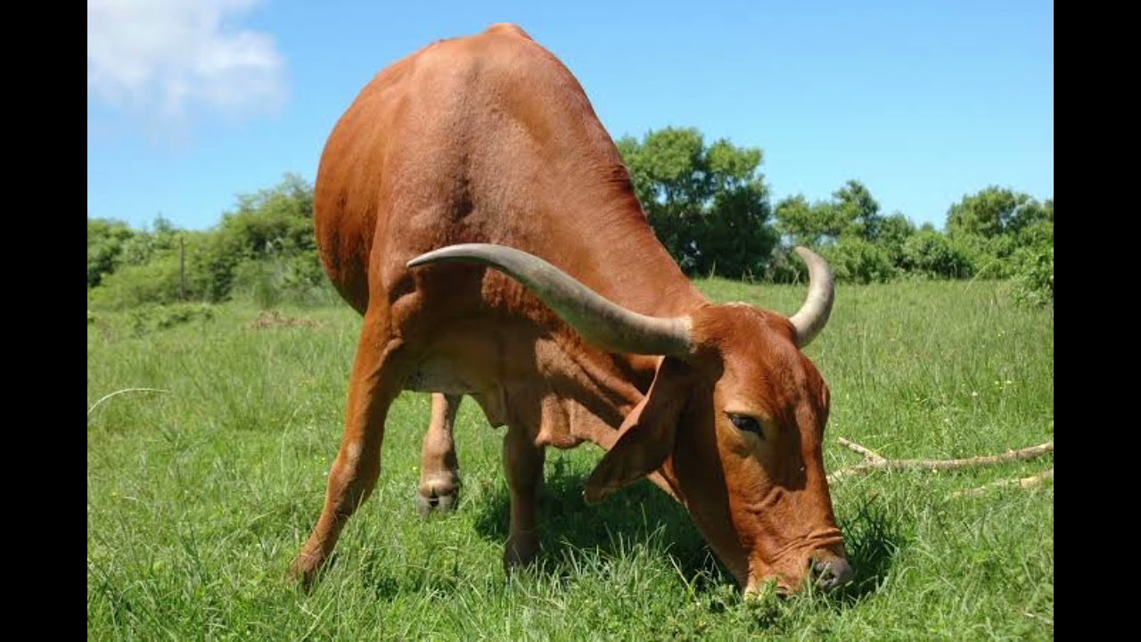 Afrikaner Cattle | Everything You Need To Know