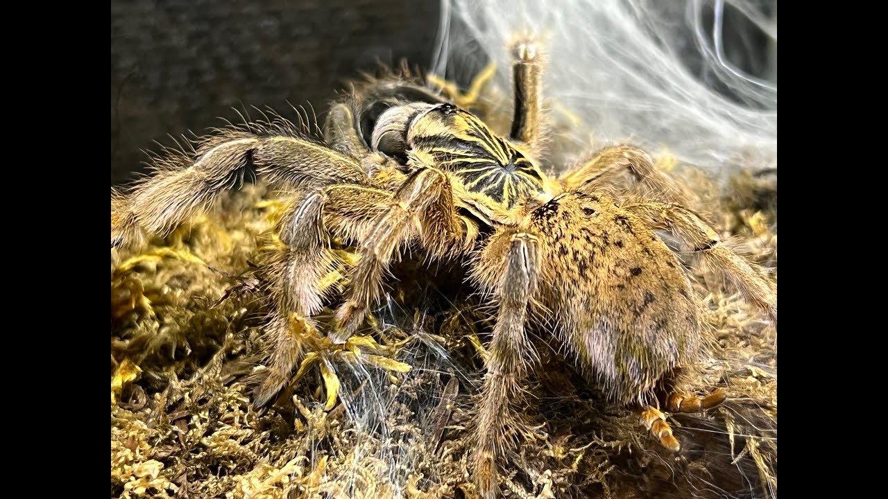 Augacephalus ezendami , Golden Baboon sling removal