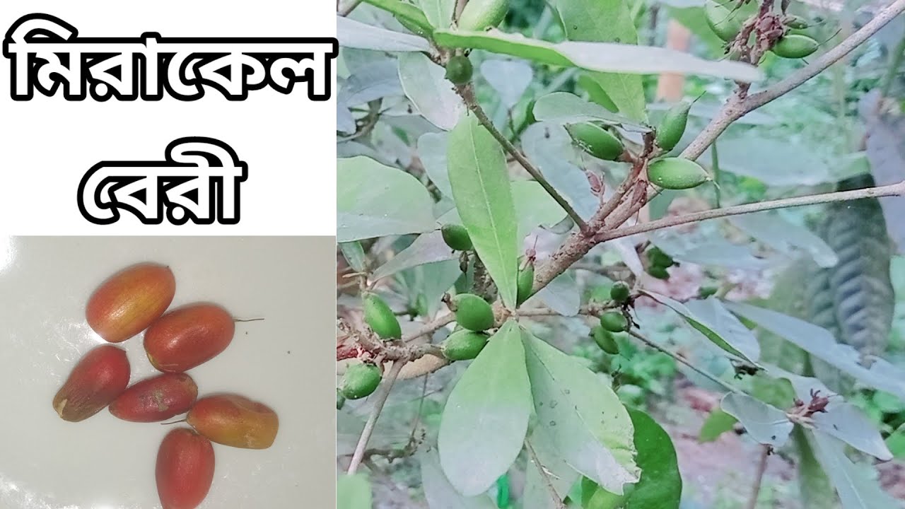 'মিরাকেল বেরি' পৃথিবীর বুকে আল্লাহর সৃষ্টি একটি আশ্চর্যজনক ফল।
