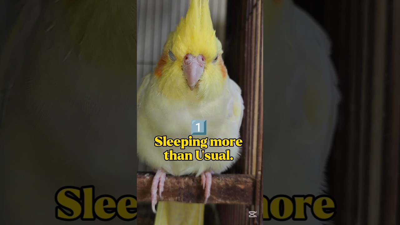 5 Signs Your Cockatiel Might Be Sick