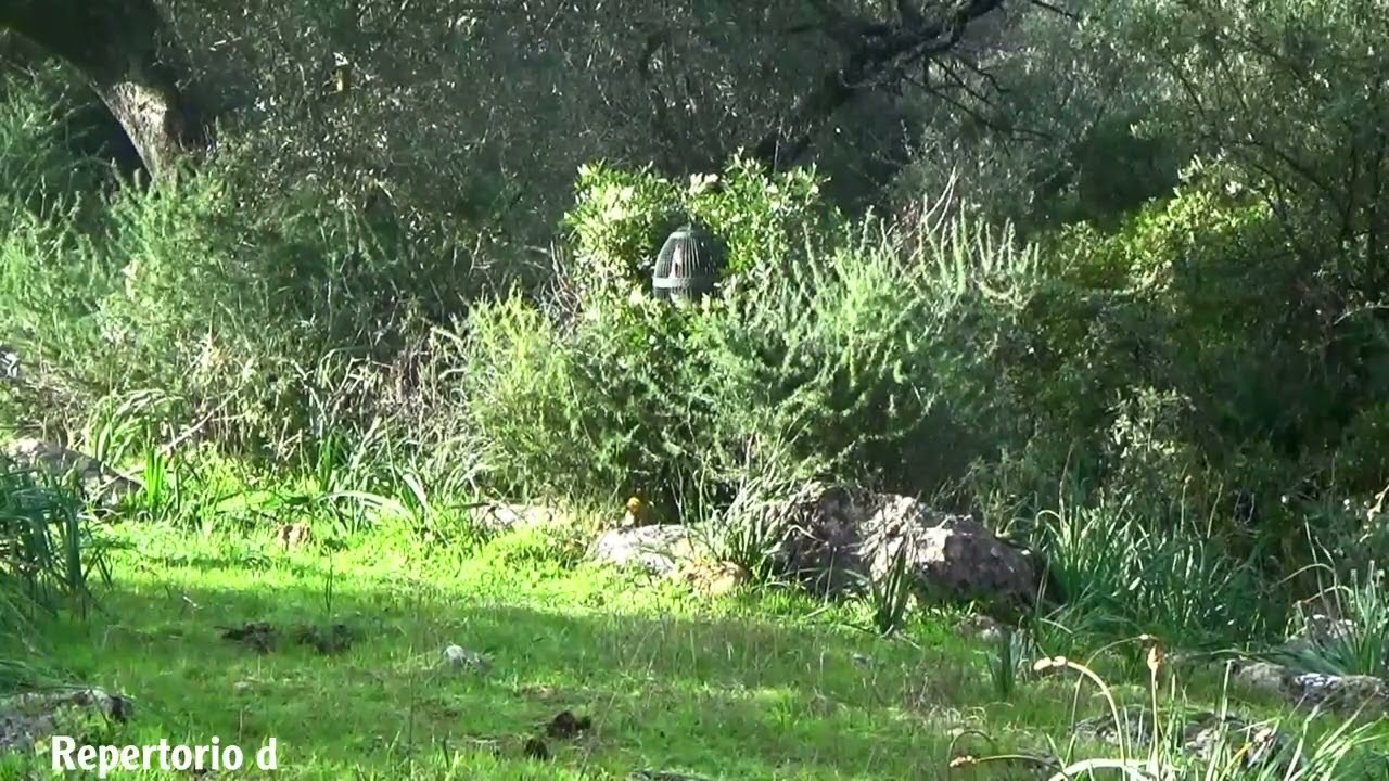 Perdiz con Reclamo 2026. Lo que pudo ser y no fue…