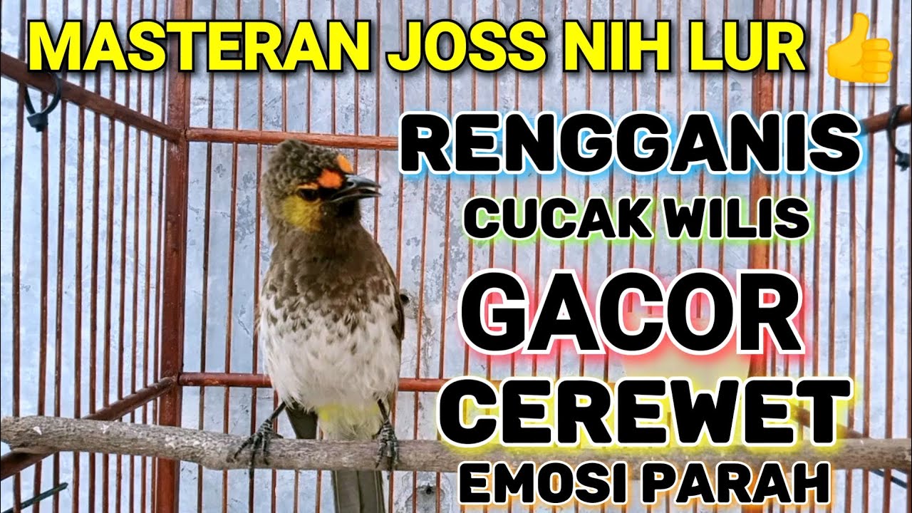RENGGANIS / CUCAK WILIS GACOR FUL CEREWET MERDU || masteran terbaik untuk trucukan dan burung lainya