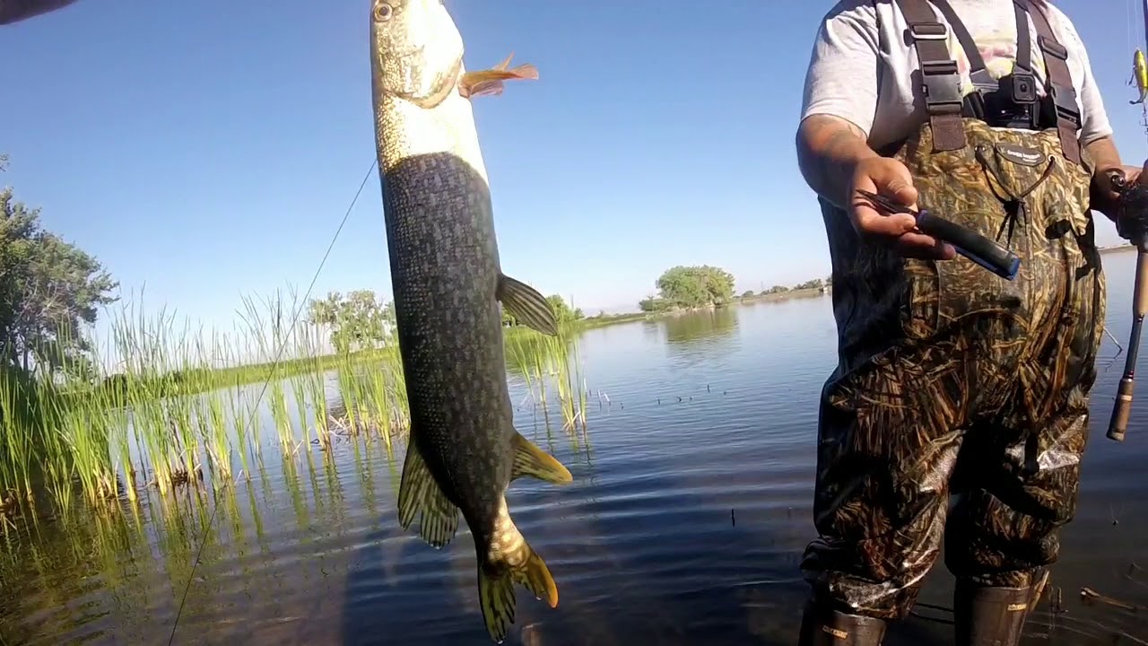 HighAF_Fishing TV - My 1st Northern Pike of the Year