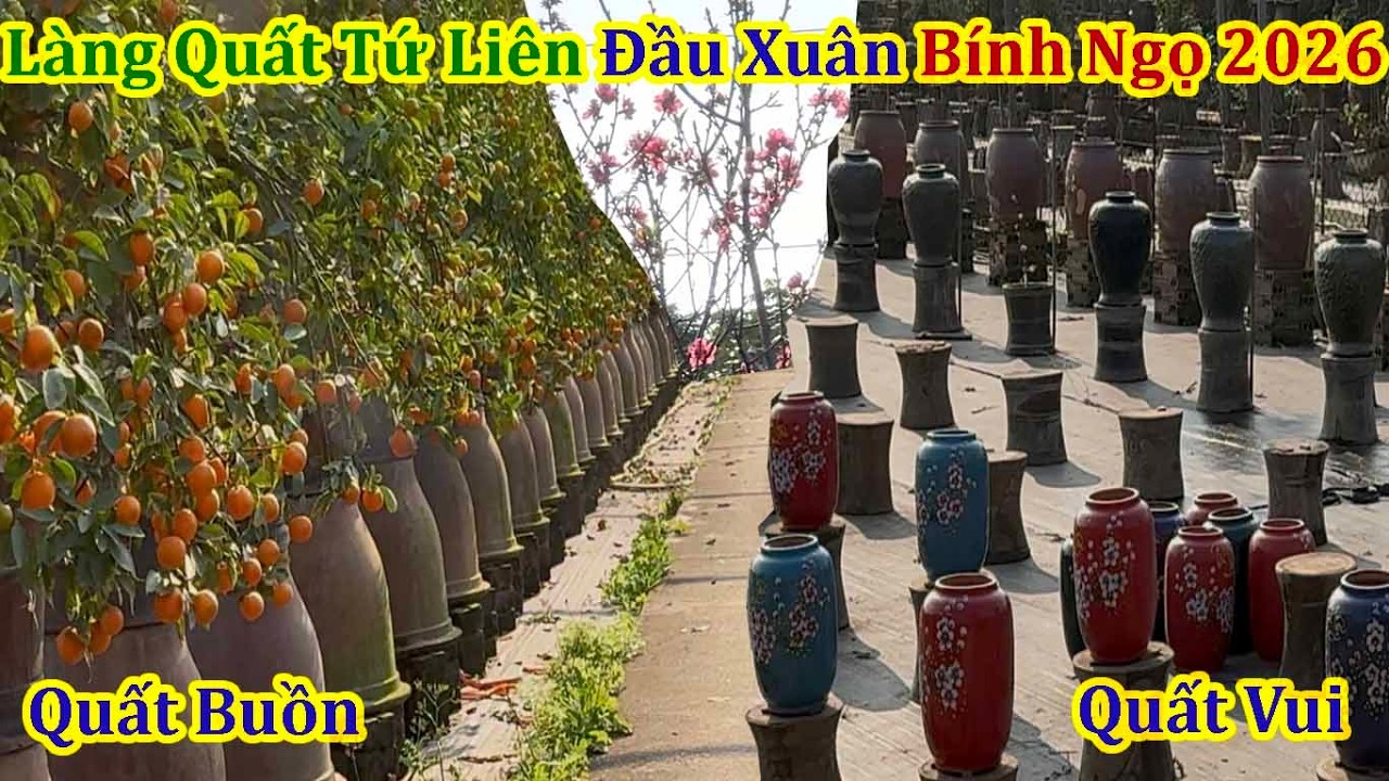 Toàn Cảnh Trái Ngược Làng Quất Tứ Liên Ngày Đầu Xuân Bính Ngọ 2026