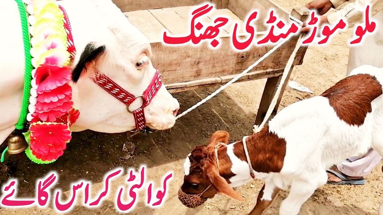Malumor Doli Shaheed Mandi Jhang Friesian Cross Jersey Australian Gir Cow || Global Village Farming