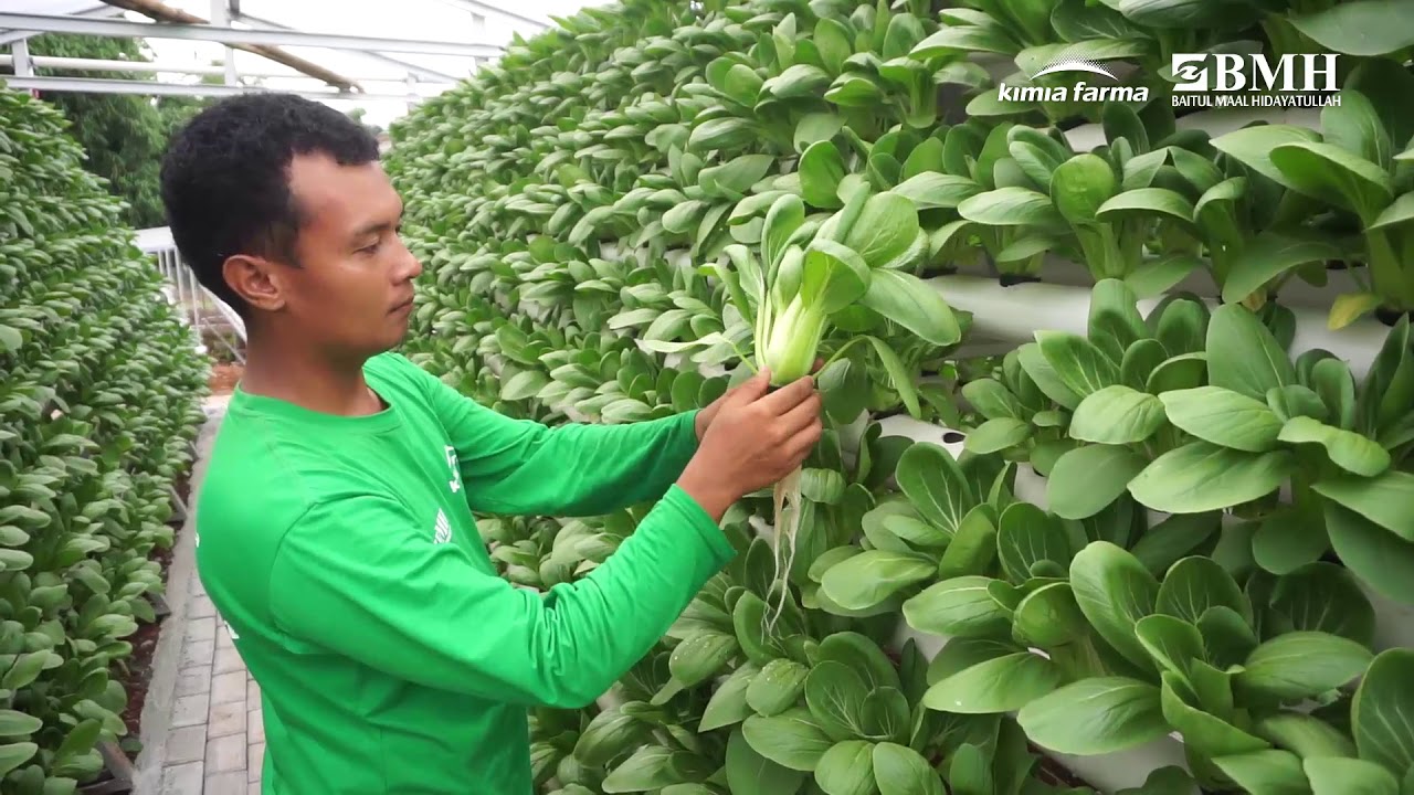 Entrepreneurship Melalui Kebun Gizi Hidroponik