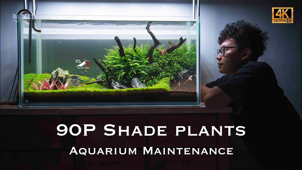 【水草造景】陰性草缸如何維護?水草怎麼修剪?詳細紀錄｜90p Shade plants Aquarium Maintenance with Oase Biomaster350-4K CINEMATIC