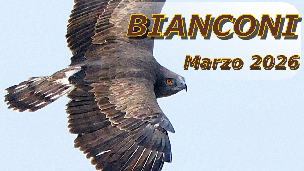 Primi sporadici passaggi di bianconi sui cieli di Genova 🦅