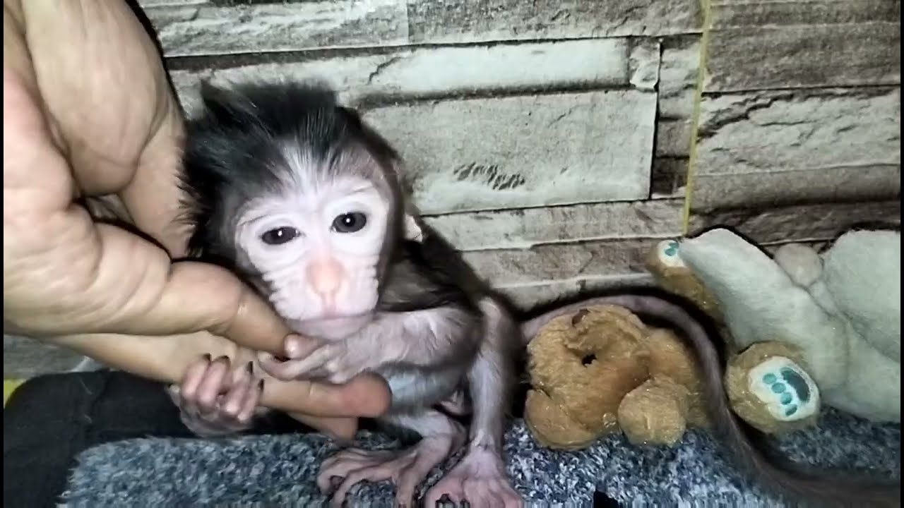 Naughty Baby Monkey Won't shut up.