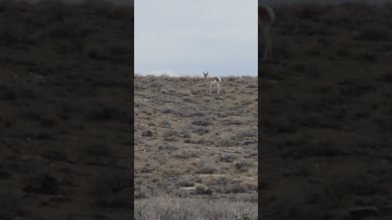 The Lonely Ranger
