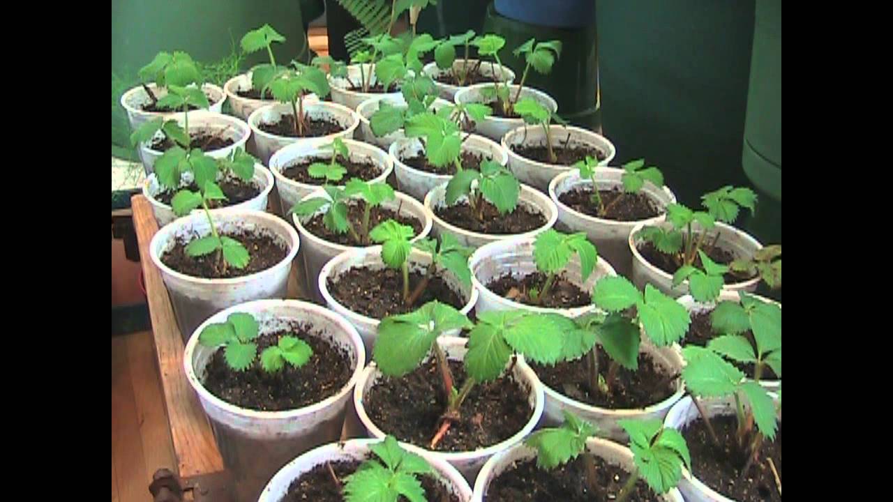 Starting the Garden - Strawberries and Melons!