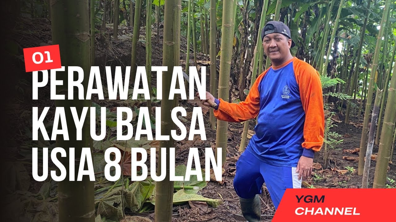 PERAWATAN KAYU BALSA USIA 8 BULAN