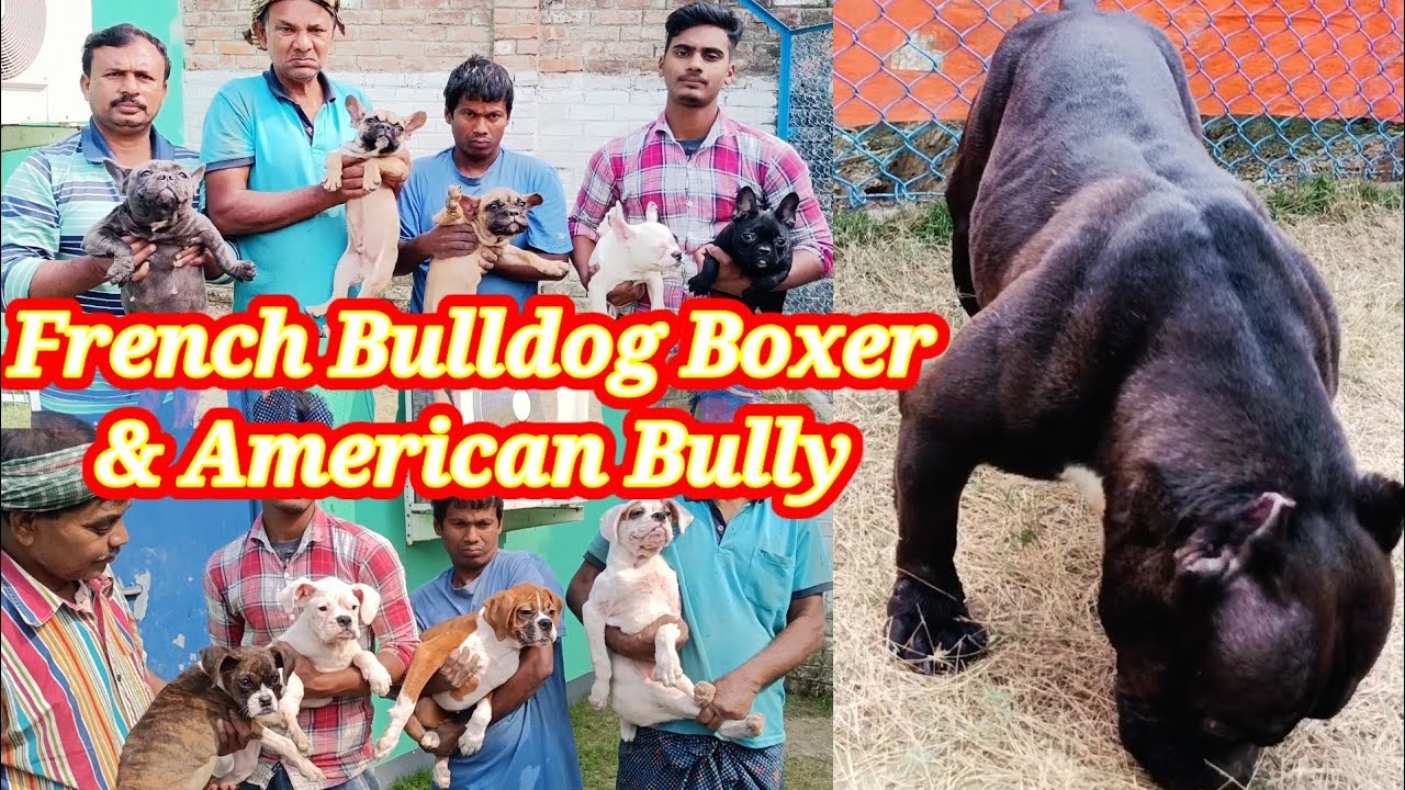 French bulldog😲American bully &  Boxer dog😲Big dog puppies in kolkata😲puppies price in india