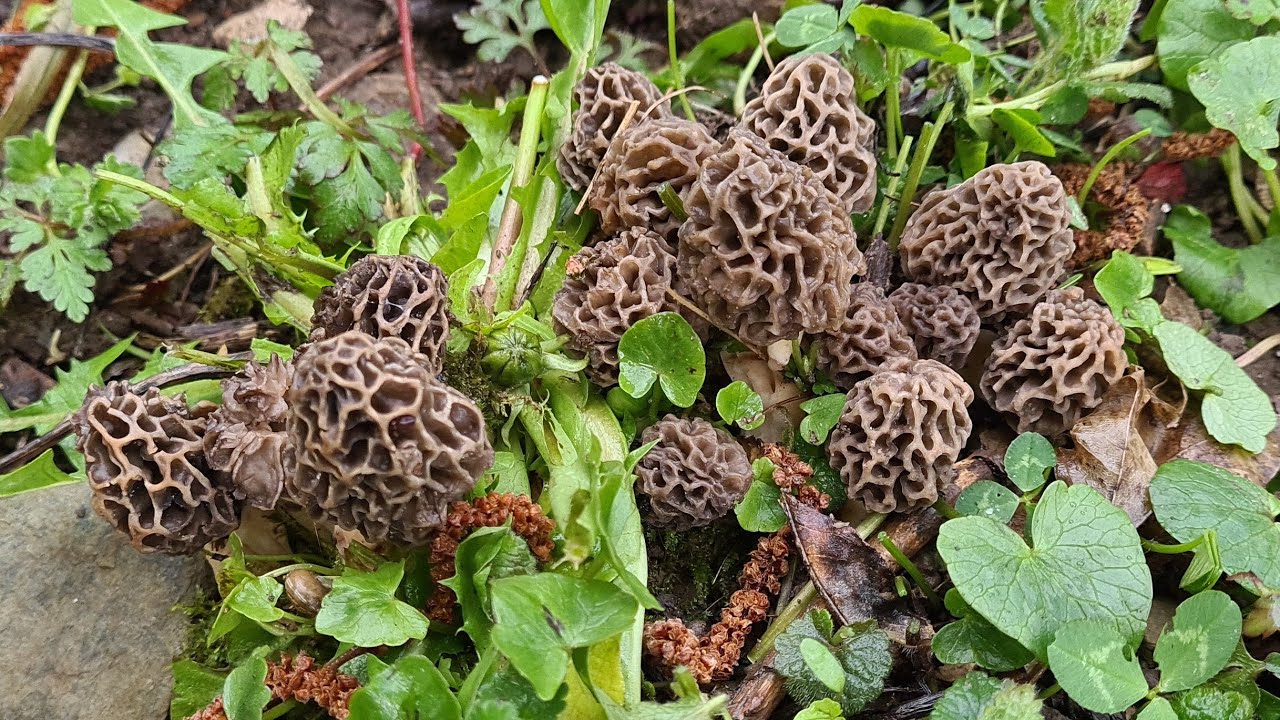Morilles 2023 : 280 morilles pour une Cueillette incroyable #morilles