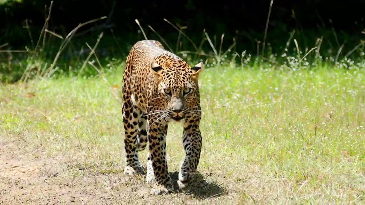 Wilpattu National Park with Sineth: Our 1st Leopard ❤️4th June 2025.