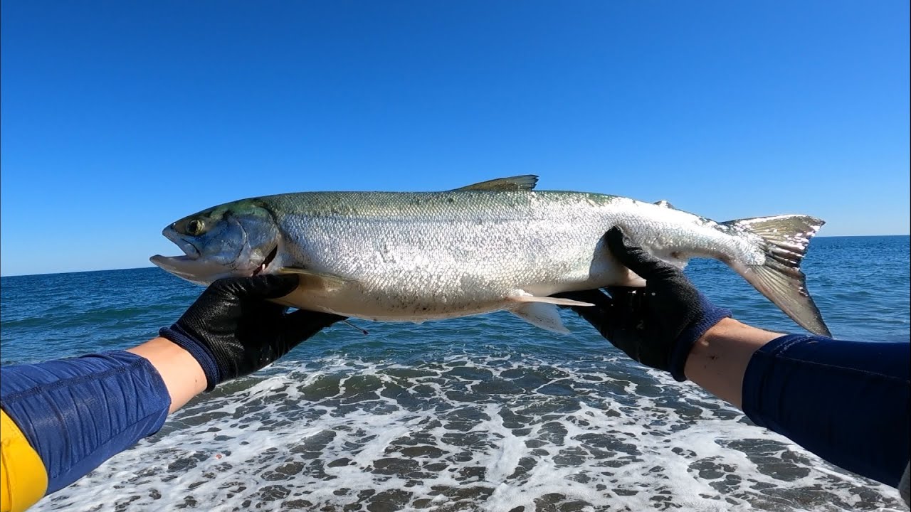【鮭釣り】北海道のサーフってすごい