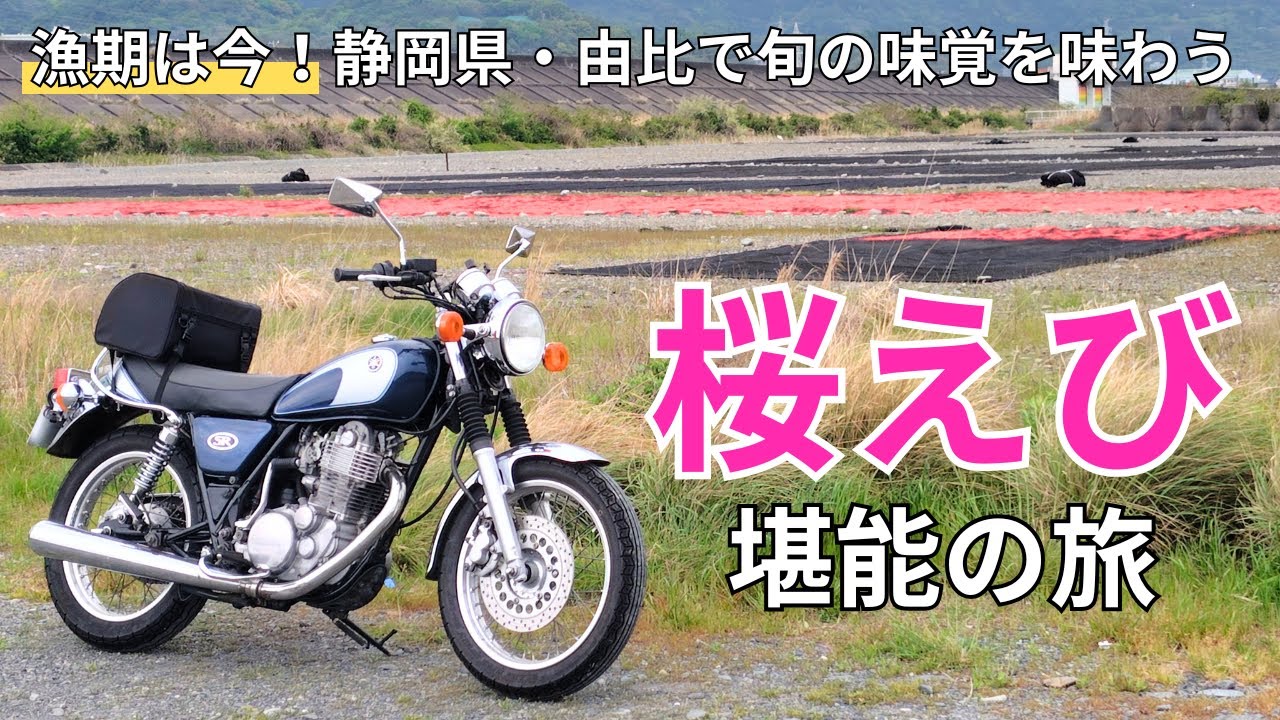 【SR旅】春漁は6月上旬まで！桜えびを味わうため由比へ日帰りツーリング！