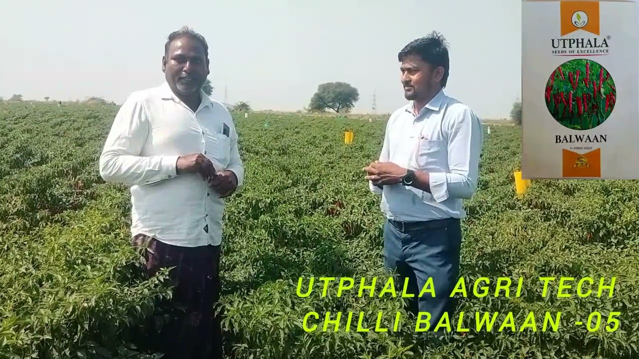 Utphala Agri tech chilli    BALWAAN 05  Please contact 9741604148