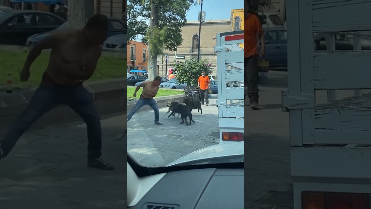 Guard Dogs in Action! #shortvideo #shorts