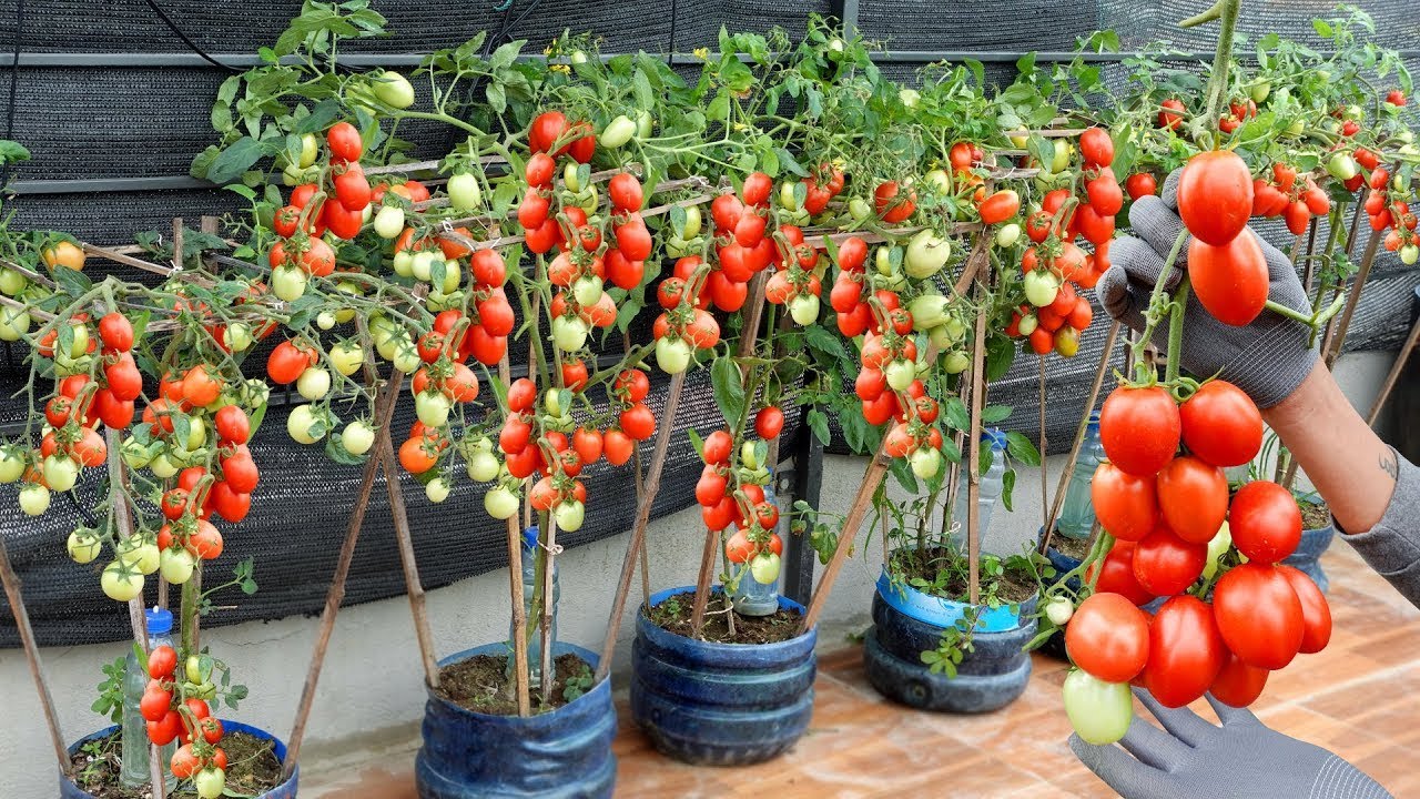 Ideas and ways to grow fruity tomatoes, easy for beginners