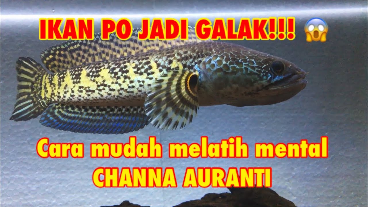 CARA MELATIH MENTAL CHANNA AURANTI PO!!! #channaauranti