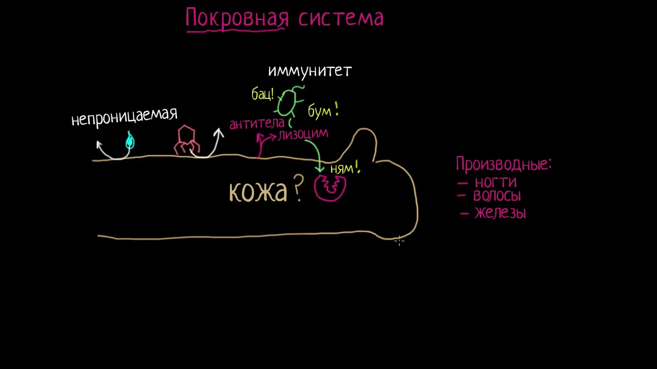 Знакомьтесь с кожей! (видео 1) | Анатомия человека | Биология