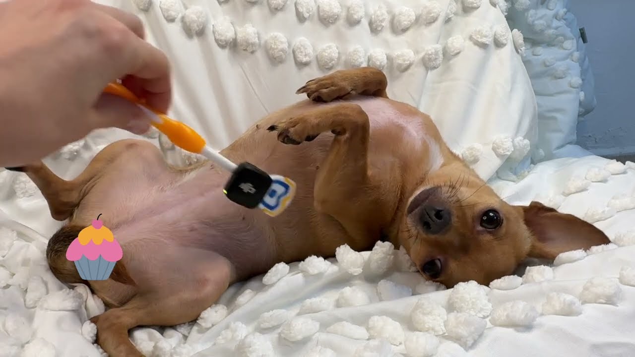 Relaxing ASMR Spa for My Pup Billie
