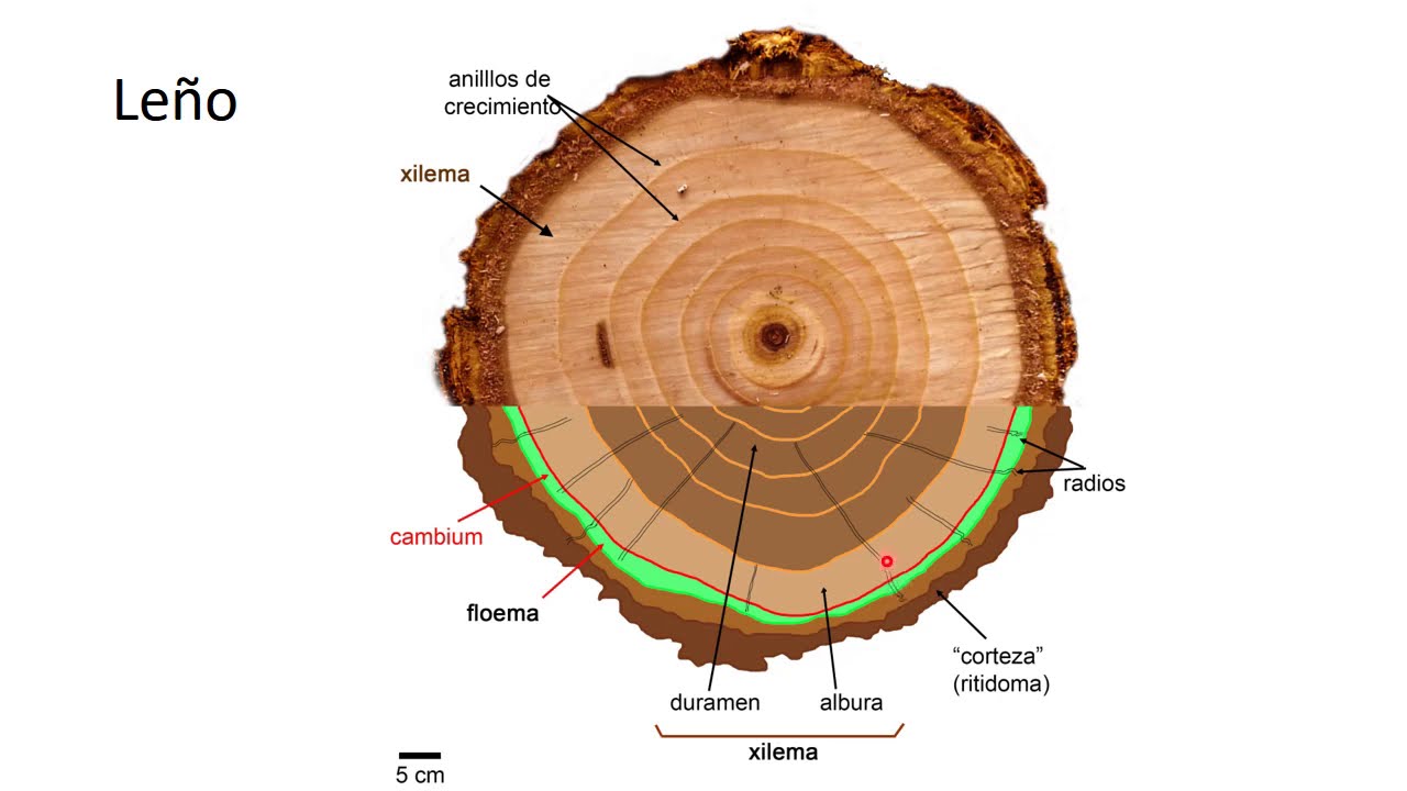 BOTÁNICA: Unidad 16. Anatomía y características del Xilema 2° (4 de 5 vídeos)