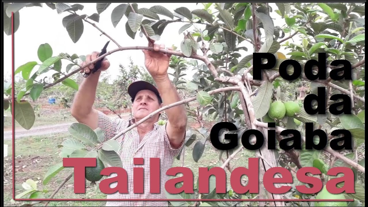 Poda da Goiaba Tailandesa Feita Por um Profissional