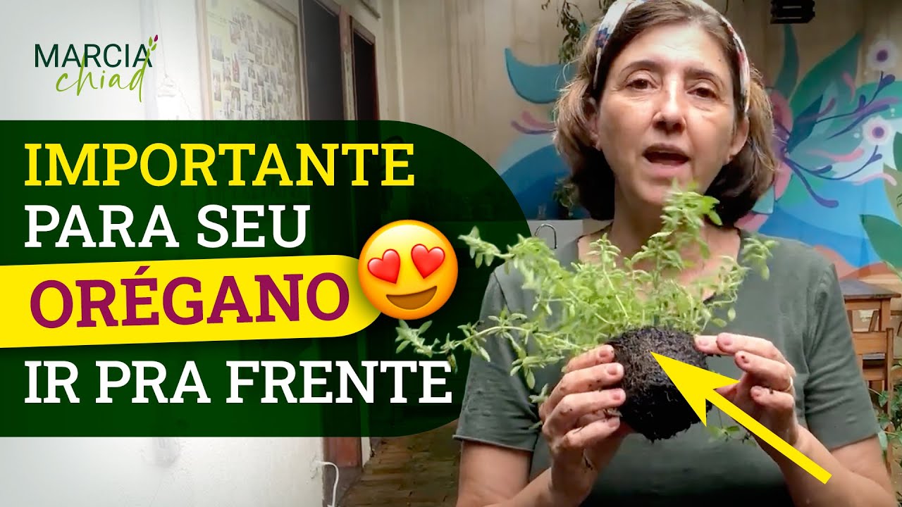 PASSO A PASSO DO REPLANTIO DO OR&Eacute;GANO - Horta em casa | Marcia Chiad