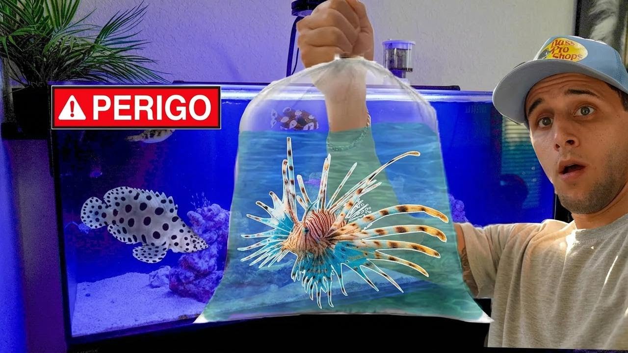 Comprei um PEIXE-LEÃO VENENOSO para o meu AQUÁRIO!