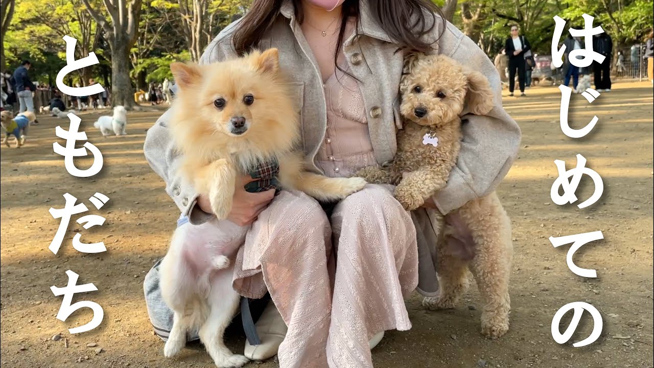 【朗報】犬見知りの愛犬に初めて友達ができました！！！