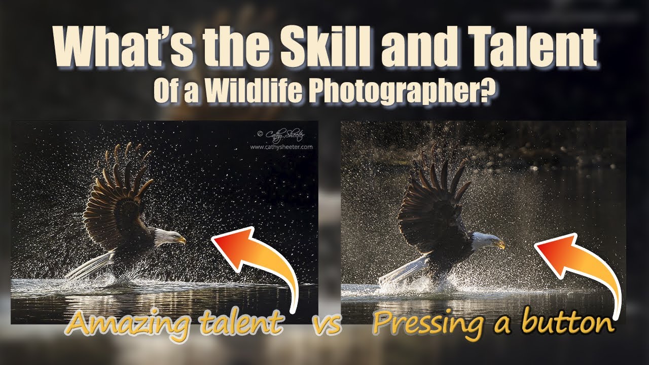 What is the SKILL and TALENT of a Wildlife Photographer