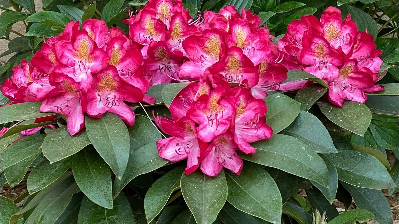 Rododendro JUNIFEUER (Fuego de junio) o Azalea CUIDADOS