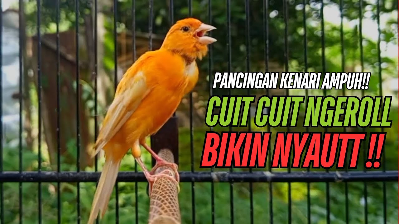 SUARA Kenari GACOR PANJANG Pancingan & masteran Kenari Paud AGAR gacor AMPUH Kenari MACET bunyii