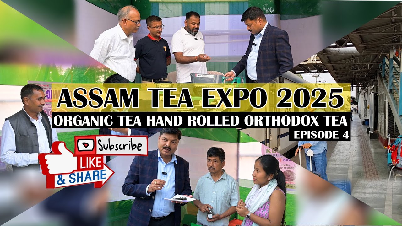 Hand-Rolled Perfection: The Heart of Assam’s Tea Legacy #assamtea #teabusiness #teaeducation