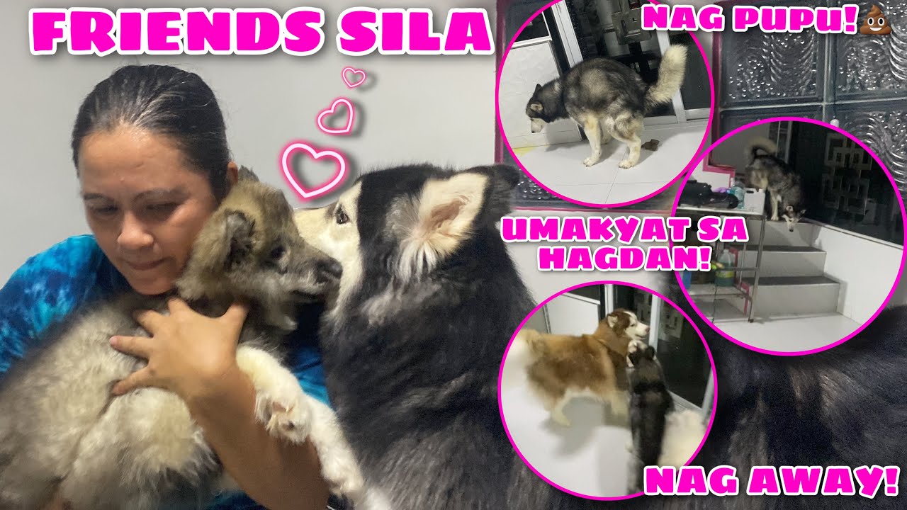 How Do We Let Our Pack Out During RAINY DAYS | EXTREME CHAOS | Husky Pack TV