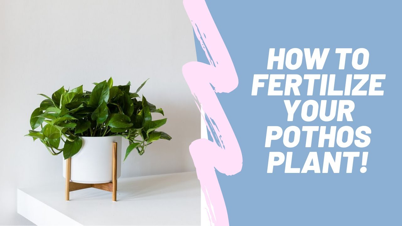 How to Properly Fertilize Your Pothos Plant (Epipremnum aureum)