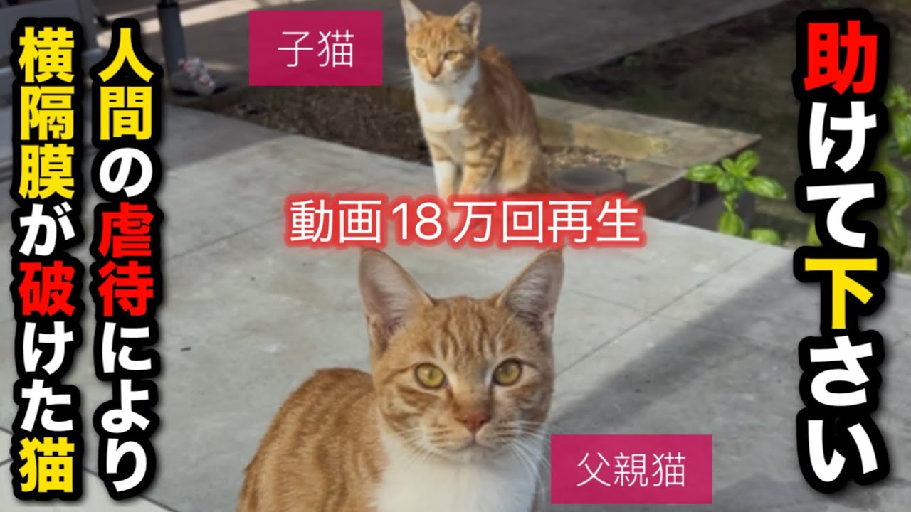 人間の虐待によって横隔膜が破れていた猫〜助けて下さい！