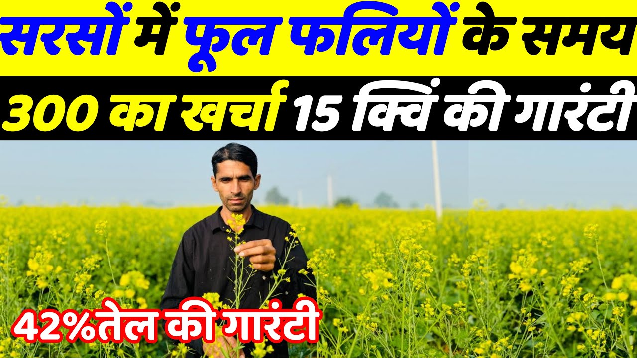 सरसों में फूल फलियाँ बनते समय मात्र 300 रु का खर्च गारंटी है 15 क्विंटल पैदावार की | Sarso ki kheti