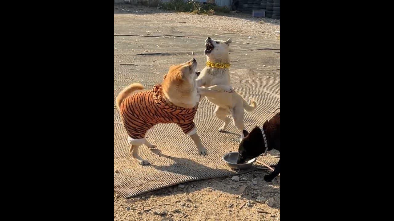 白面还不怕小宝#原创视频#广西田园犬#养狗日常 #狗狗视频 #狗狗大战