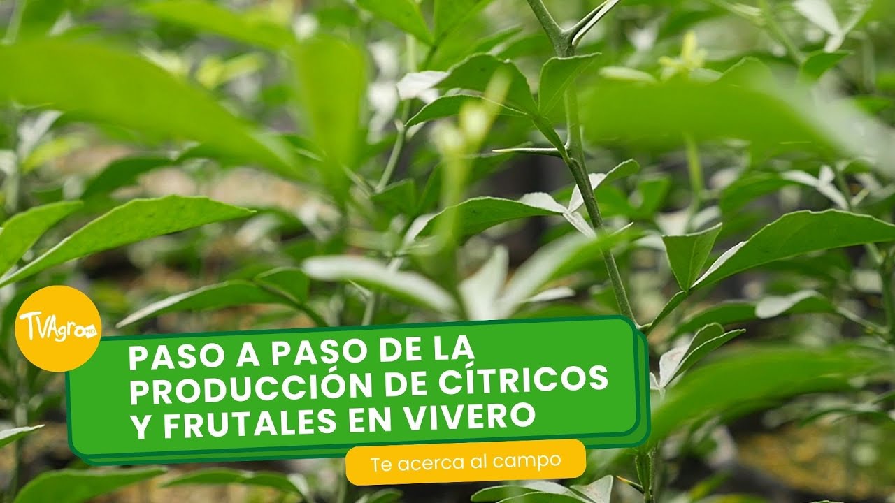 Paso a paso de la producción de cítricos y frutales en vivero-TvAgro por Juan Gonzalo Angel Restrepo