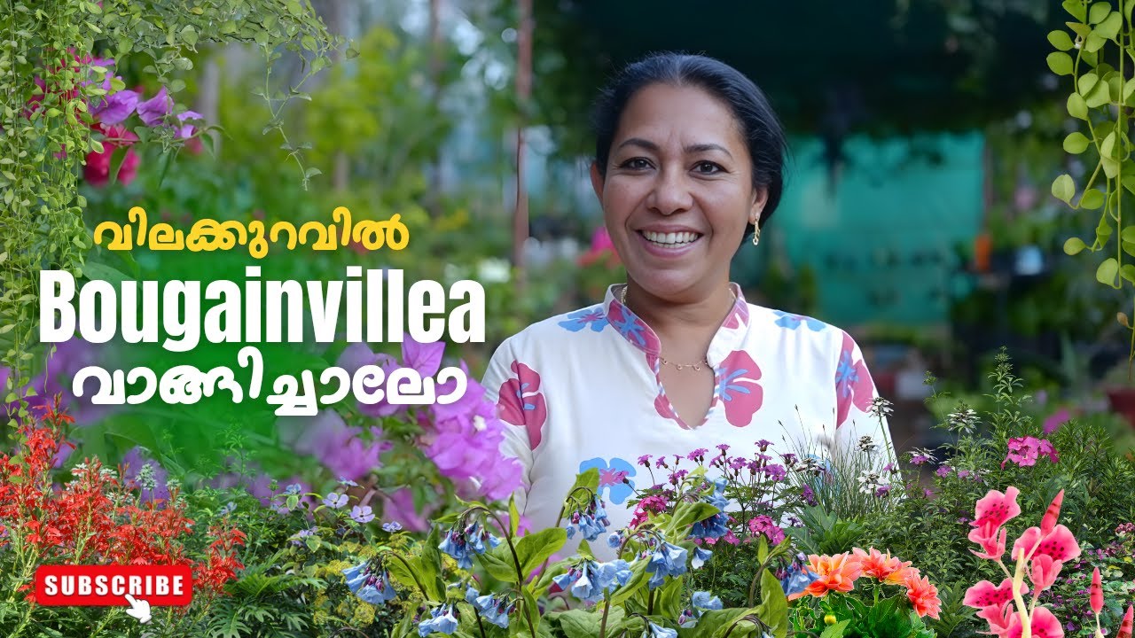 തുച്ഛമായ വിലയിൽ Bougainvillea വാങ്ങിയാലോ|Shanty's Garden