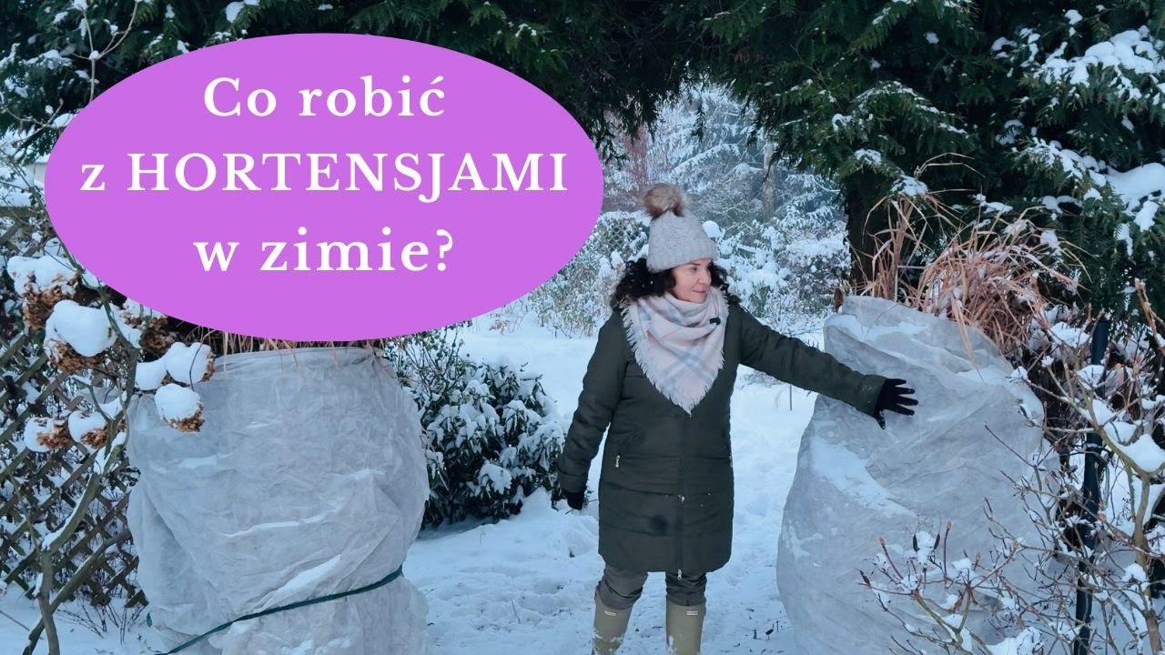 Co robić z hortensjami w styczniu? Jak zabezpieczyć i przechowywać hortensje w zimie, czym okrywać?