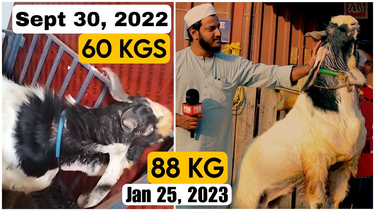WOW Palai at Al Adl Goat Farm | Mufasa +28 KG in 4 Months