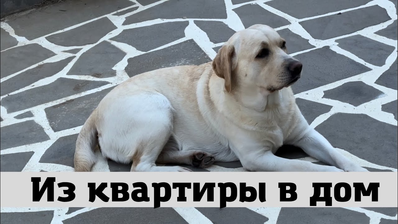 Лабрадор Бетти Переехала из Квартиры в Дом