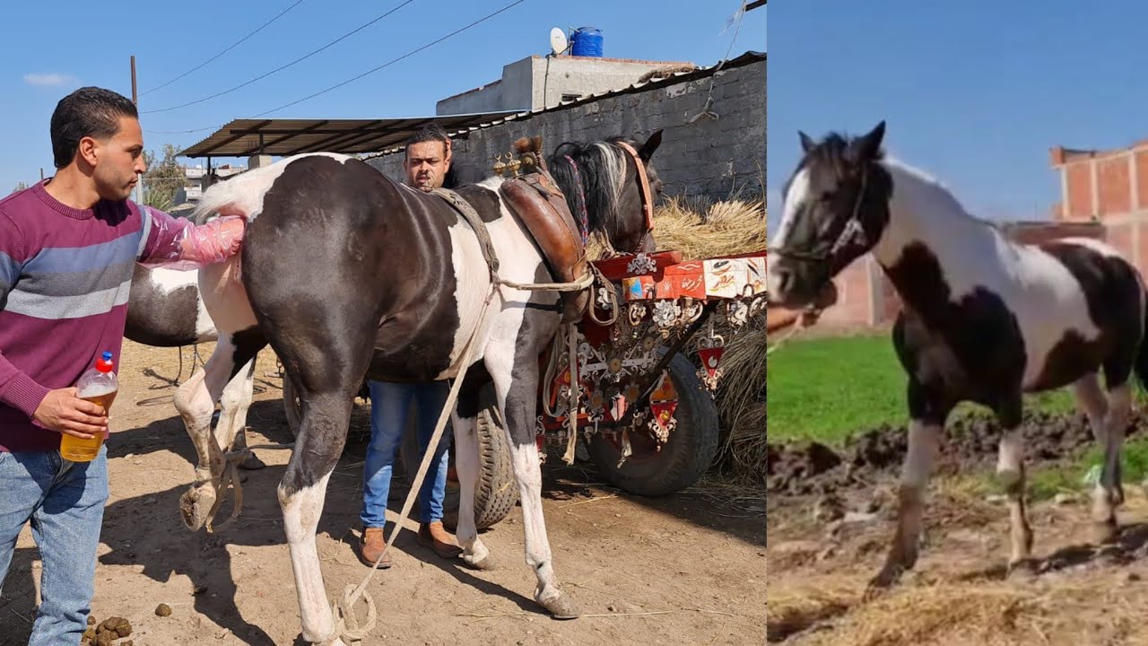 خيل جر فلسطيني حر ب ١٠٠٠٠ج بصراحه مفيش احلي من كدا خيل فلسطيني حر عشر ركوب وجر وعلي مسؤليتي