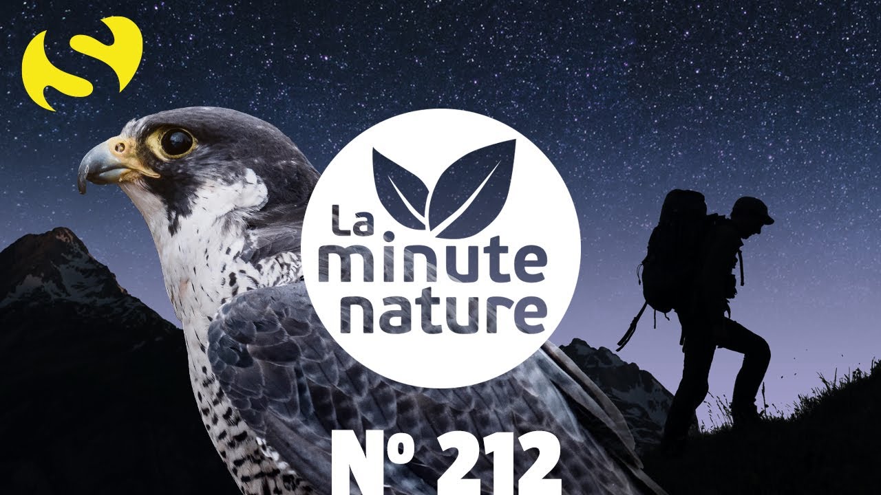 LE FAUCON PÈLERIN À LA TV ! (No 212)