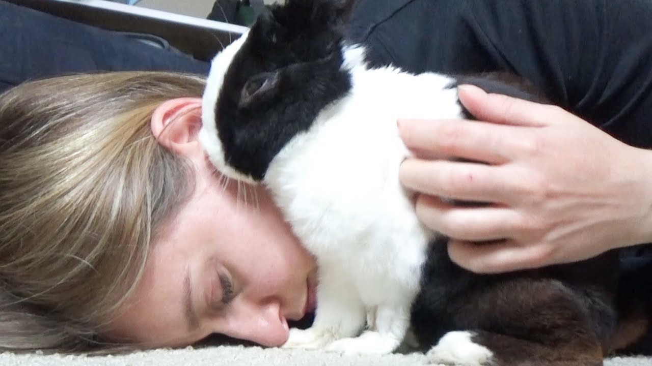 Rabbit Sneezes in Girl's Ear