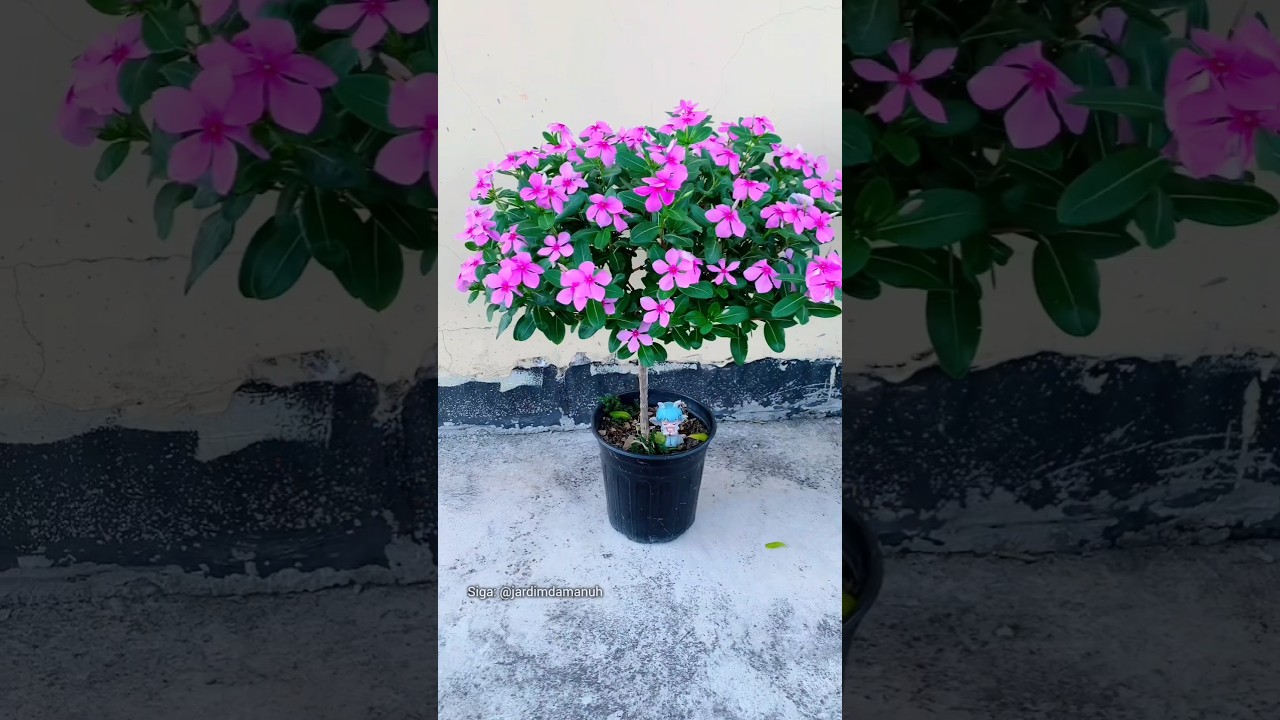 Como criar mudas de vincas #jardinagem #planta #plantas #jardim #vinca